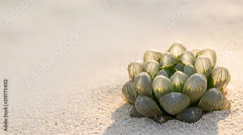 Haworthia cooperi succulent growing in white sand with warm sunlight