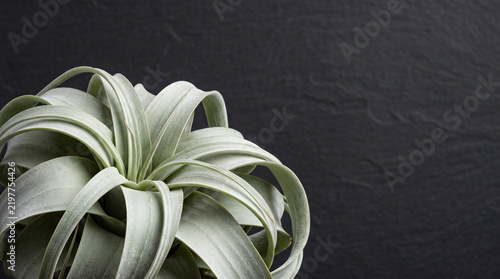 Silvery tillandsia xerographica air plant on dark slate background