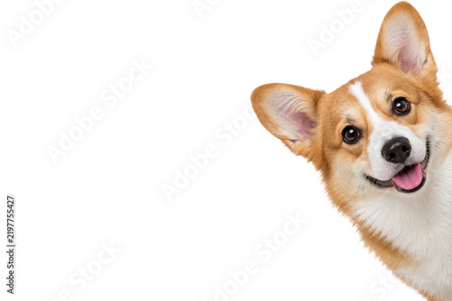 Fotografie Playful Pembroke Welsh Corgi peeking in from the right side with a cheerful expr
