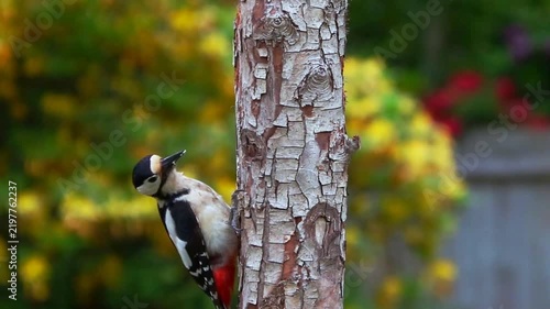 Great spotted woodpecker pecks at a birch tree in a lush forest