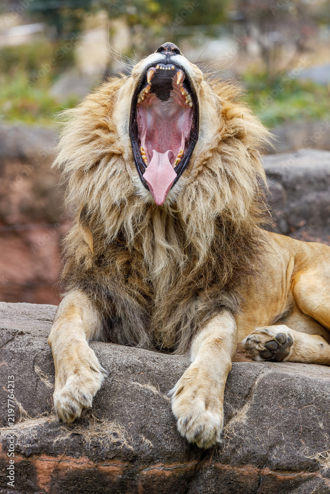 Obraz premium Male Lion with Mouth Wide Open at Tennoji Zoo in Osaka, Japan