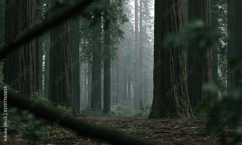 Fototapeta premium Misty Redwood Forest Path with Towering Ancient Trees and Soft Foggy Light