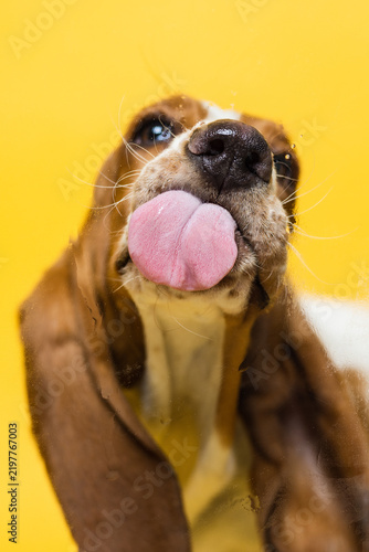 Basset hound three months old puppy licking glass. Funy dog portrait with tongue stick out. Yellow background.