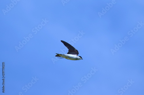 Golondrina en vuelo vista desde un costado