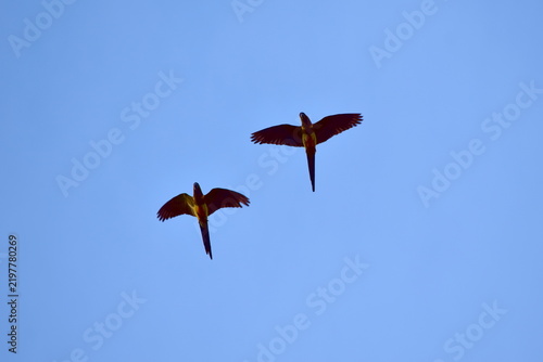 Par de loros tricahue en vuelo