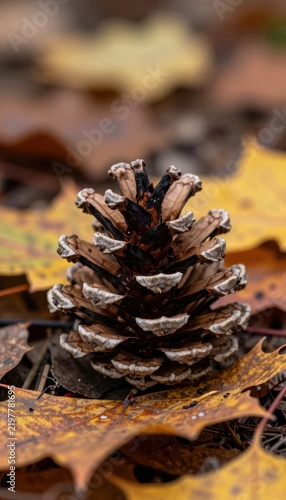 Obraz na płótnie Autumn Forest Floor Pinecone Close-Up