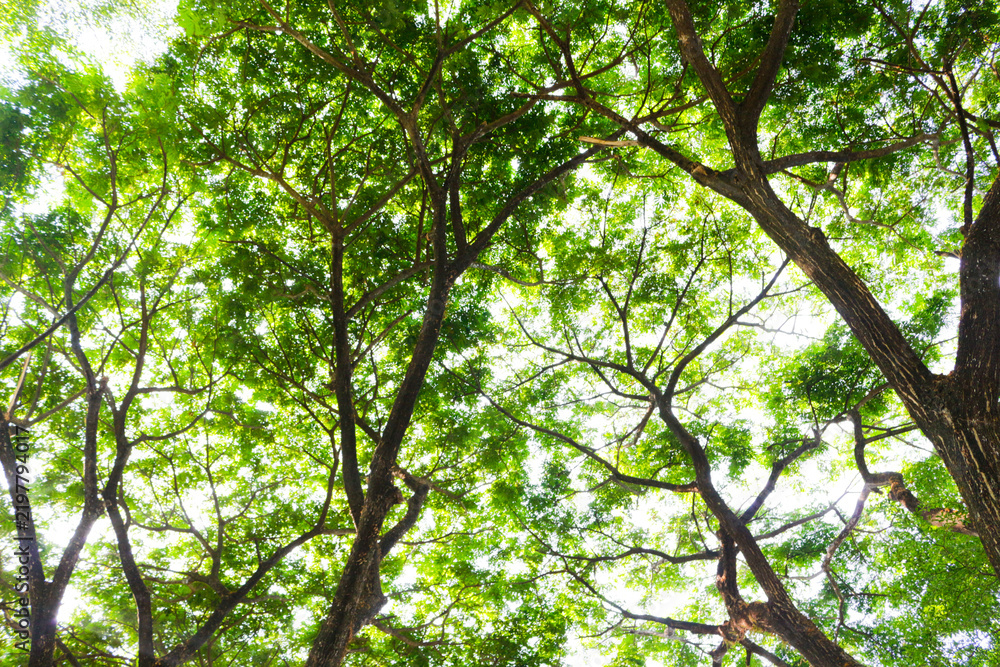 Obraz premium Sunlight filters through dense green leaves. Twisting tree branches stretch toward the sky. Dappled light creates a soft, natural glow. Vibrant foliage suggests a thriving, peaceful forest