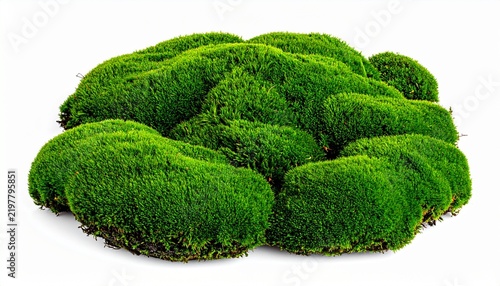 Top down view of a vibrant green moss patch isolated on a white background