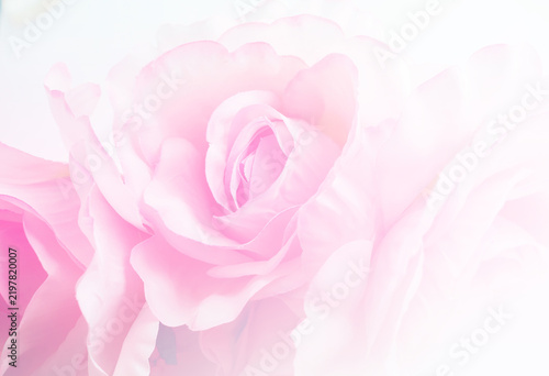 Soft focus close up of delicate pink rose petals with high key bright light background.