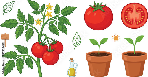 Tomato Cultivation and Gardening Vector Icon Collection Featuring Tomato Plant Growing Sprouts Whole and Sliced Red Tomatoes for Agriculture and Cooking Designs