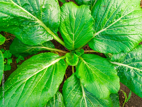 Obraz na płótnie green leaf choi background
