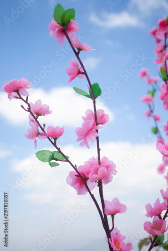 Pink cherry blossom branches against bright blue sky with white clouds background.