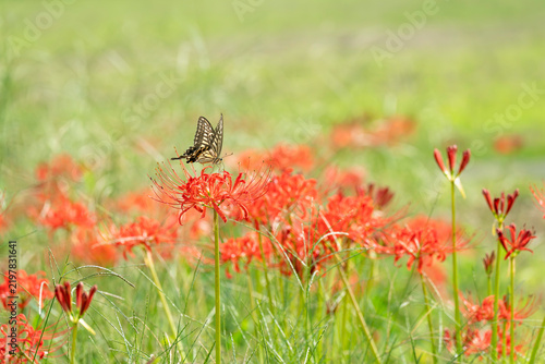 秋晴れの草むらに咲く彼岸花とアゲハチョウ