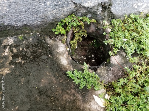 Small Wild Plants Growing Around Concrete Hole
