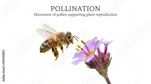 Honey Bee Flying To Collect Pollen From A Purple Flower On Isolated White Background