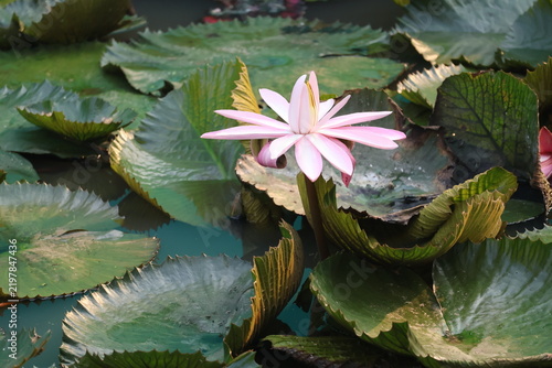 Fotografía Beautiful pink water lily blooming gracefully above tranquil pond water surface