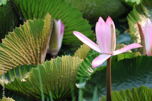 Cuadro en lienzo Beautiful pink water lily blooming gracefully above tranquil pond water surface
