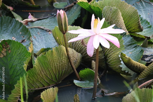 Canvastavla Beautiful pink water lily blooming gracefully above tranquil pond water surface