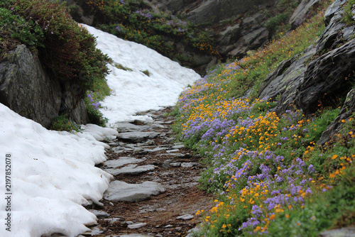 Mountain Trail Through Spring Snow and Flowers: A rocky mountain path winds through melting spring snow and vibrant wildflowers, showcasing nature's transition from winter to bloom.