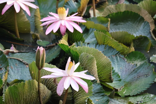 Fotografie Beautiful pink water lily blooming gracefully above tranquil pond water surface