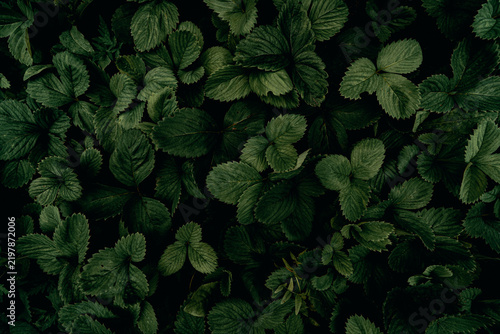 Naklejka dark foliage grass texture
