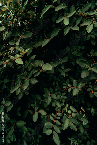 Naklejka dark green foliage