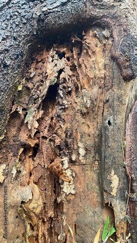 Фотография Decaying old tree trunk texture