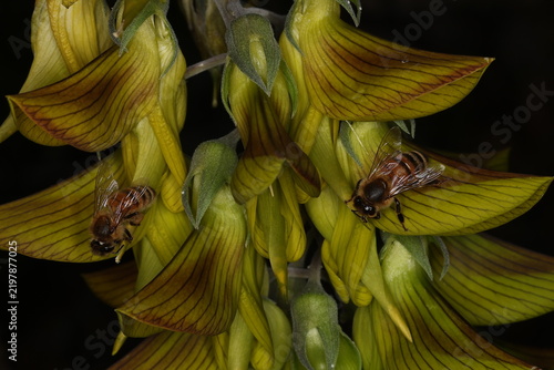 Two bees pollinating yellow flowers