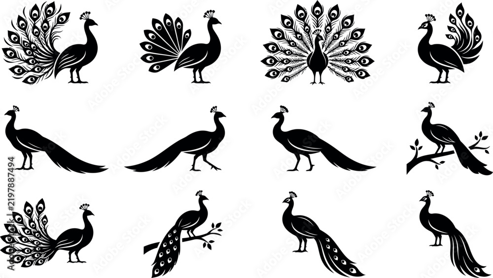 Fototapeta premium Black and white peacock illustrations in various poses with clean copy space for editorial and commercial use