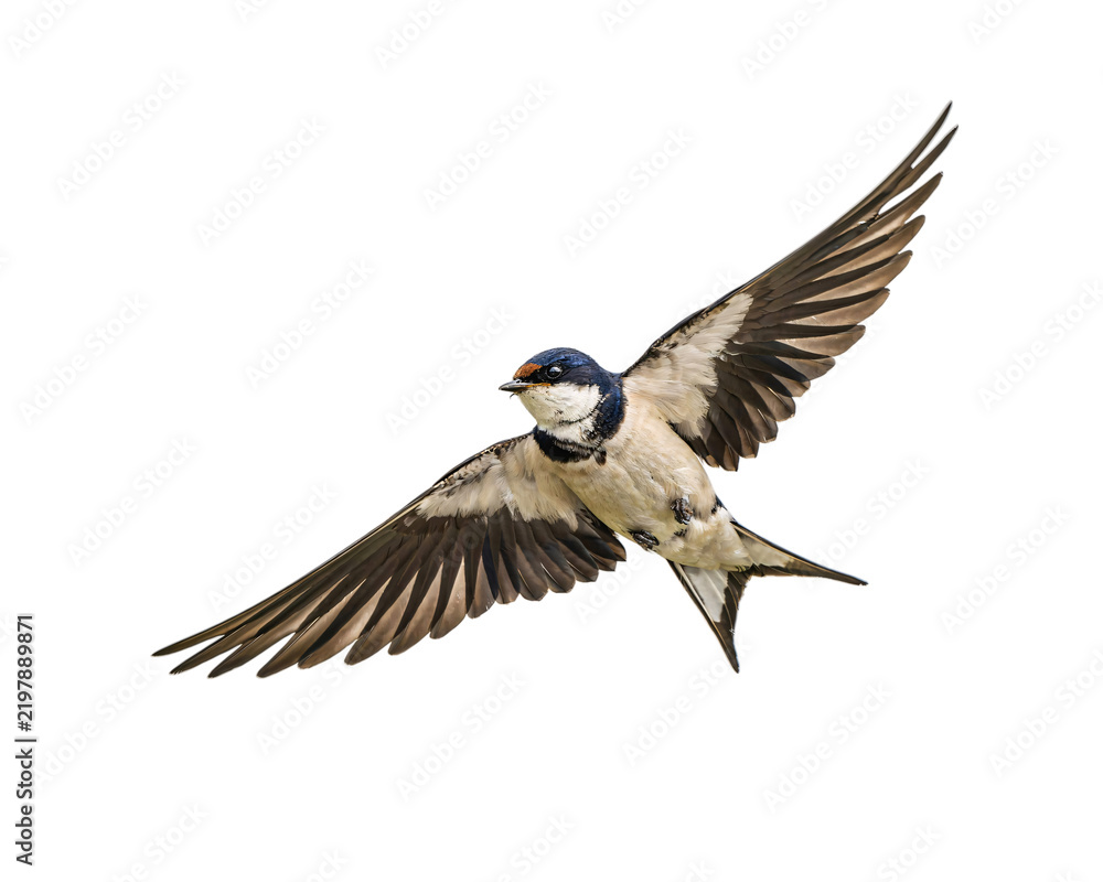 Obraz premium Barn swallow in flight with wings spread wide against black solated on transparent background