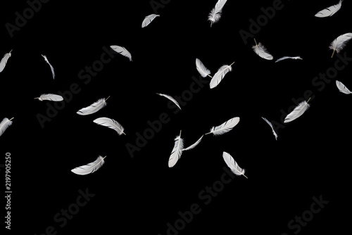 Abstract White Bird Feathers Flying on Black. Fluffy Downy Feather. Feathers Falling in the Dark. Symbol of Peace and Freedom. Feathers on Black Background.	
