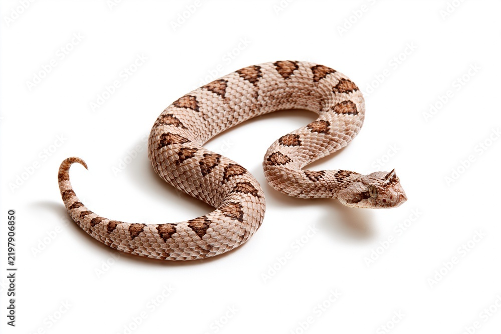 Obraz premium Coiled rattlesnake with patterned scales on white background