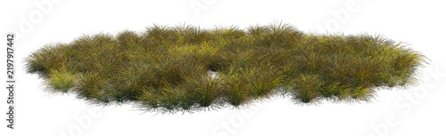 Cuadro en lienzo anemanthele lessoniana clump (pheasant's tail grass, new zealand wind grass, sti