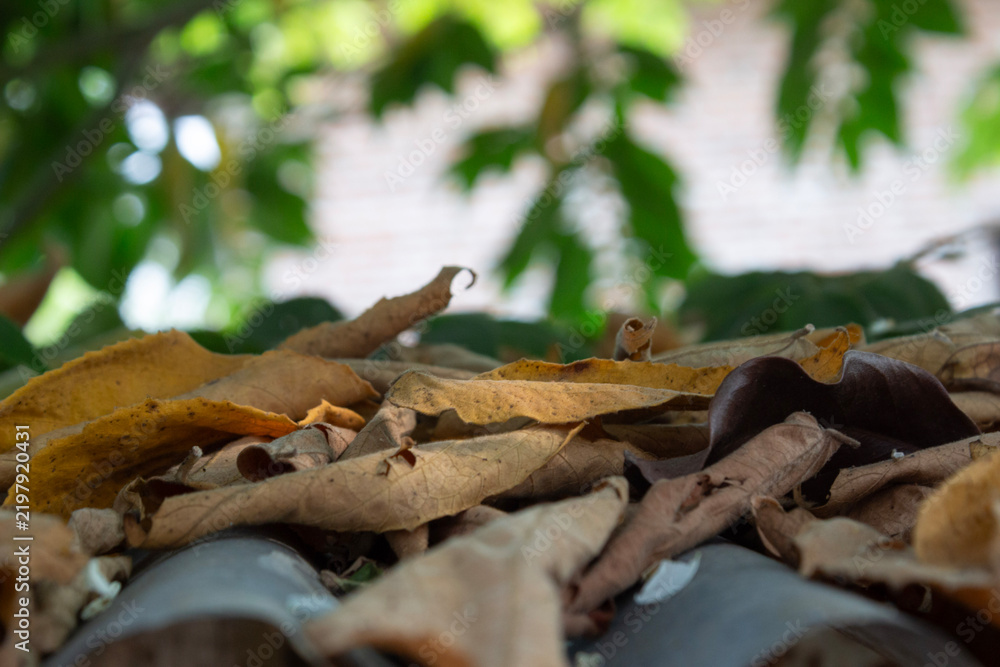 Fototapeta premium Dry Fallen Autumn Leaves Pile on Roof Tile Surface Close Up Shot
