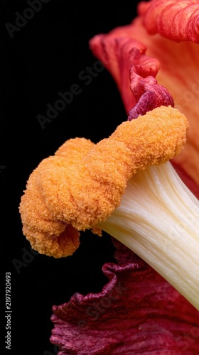 Soft orange pollen-covered anther emerging from cream and red lily petals, close-up