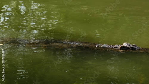 A crocodile swimming with only part of its body visible above the surface of a murky green river. Concepts: wildlife, predators, nature, and dangerous animals in their natural riverine habitat.