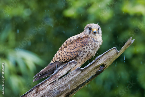 A Common Kestrel, Falco tinnunculus, perched on a wet, weathered tree branch during a rain shower, showing its detailed brown and black speckled plumage against a soft green background