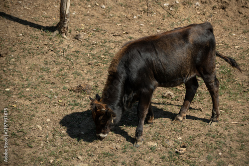 фотографія Adult aurochs outdoors in an enclosure from a top view.