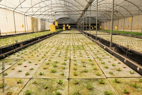Interior view of a greenhouse tunnel with rows of floating raft lettuce beds