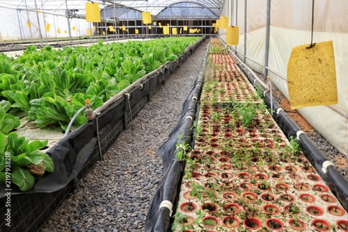 Mature and young lettuce growing side by side in an aquaponic greenhouse