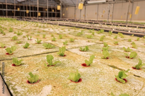 Quadro su tela Young lettuce seedlings growing in a floating raft hydroponic system