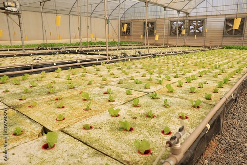 Rows of floating raft lettuce beds inside a hydroponic greenhouse