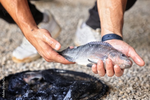 Hands holding a live tilapia fish at an aquaponics fish farm