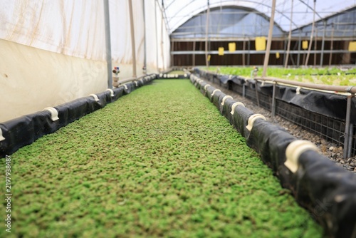 Duckweed growing densely on an aquaponic biofilter bed in a greenhouse