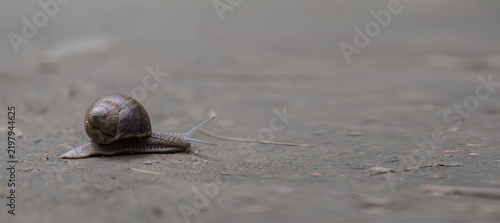 Cuadro en lienzo A close-up of a brown garden snail crawling on a textured surface