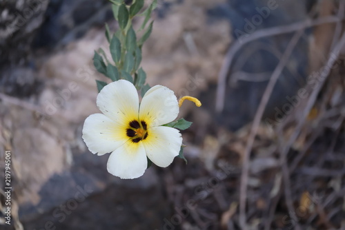 Beautiful Turnera subulata flower blooming with white petals