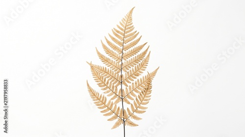 Single dried golden fern frond isolated on a clean white background