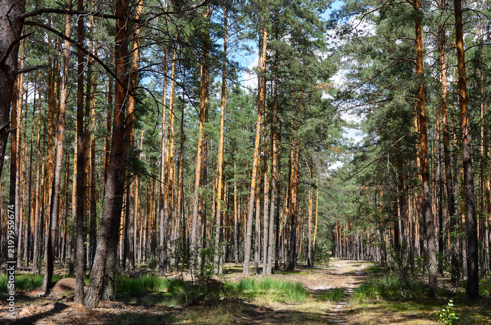 Fototapeta premium Scenic View of Sunny Pine Forest with Forest Path and Tall Slender Trees