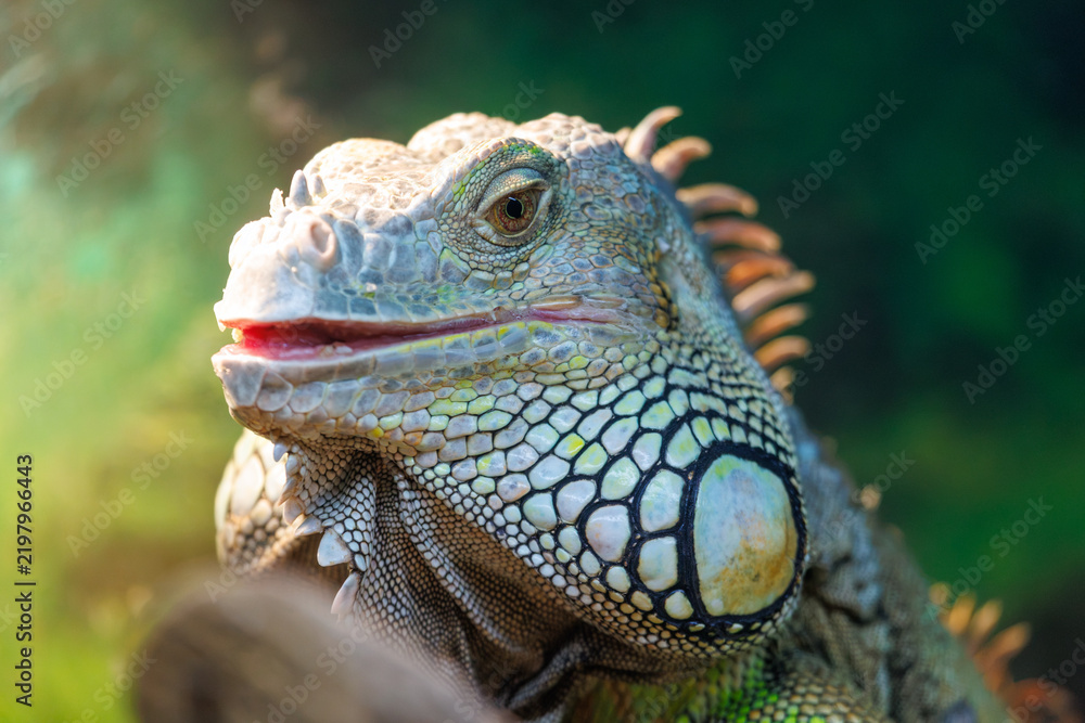 Obraz premium Close-up of green iguana with open mouth