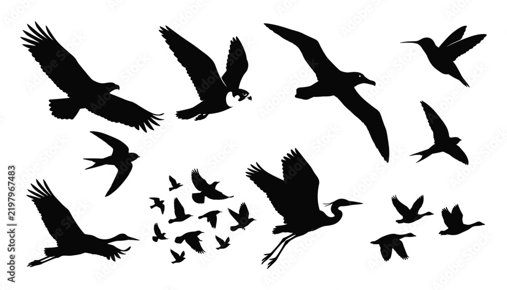 Obraz premium Black Bird Silhouette Collection with Flying Eagles, Seagulls, Hummingbirds, Cranes, Flocks, and Various Wild Bird Shapes for Nature Designs